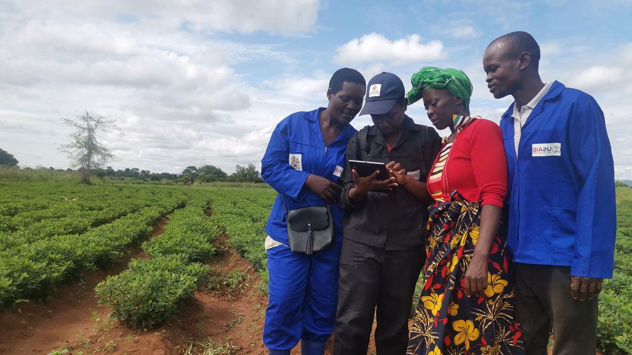 A group of four people in Zambia stand in a field of crops looking at a tablet containing land use data, supported by the Tetra Tech-led land and resource governance project