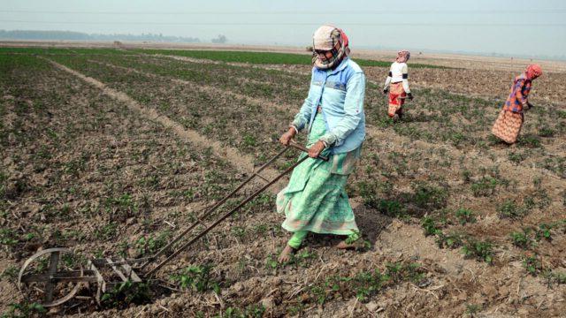 女农民在耕地上种土豆